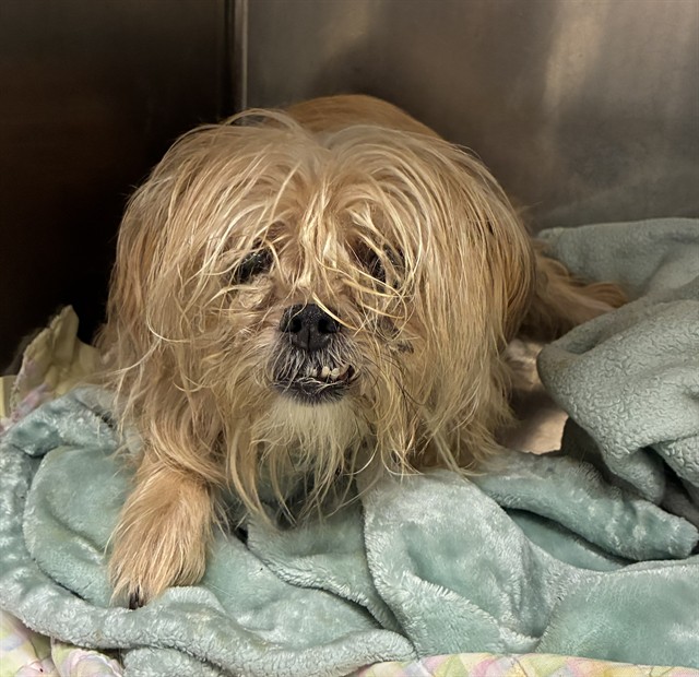 Shelter Stray Female Dog last seen MEADOWLARK AVE, 10521 Baur Blvd, Olivette, MO 63132, USA