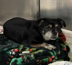 Shelter Stray Male Dog last seen MEADOWLARK AVE, 10521 Baur Blvd, Olivette, MO 63132, USA