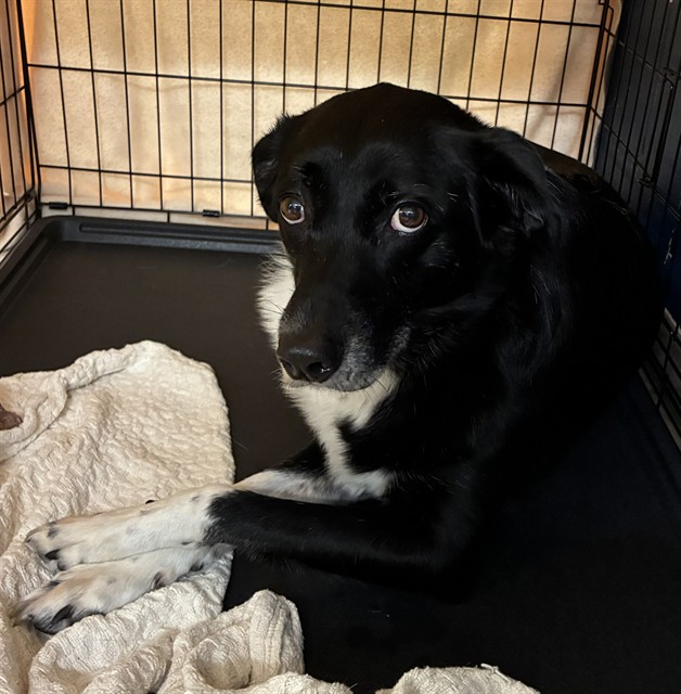 Shelter Stray Female Dog last seen SPANISH LAKE, 10521 Baur Blvd, Olivette, MO 63132, USA
