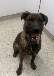 Shelter Stray Male Dog last seen Near BLOCK S FORT DRTROIT MI 48217, 7401 Chrysler Dr, Detroit, MI 48211, USA