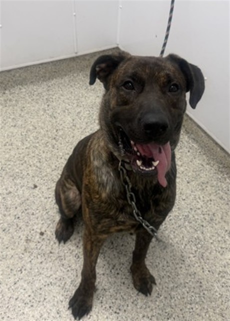 Shelter Stray Male Dog last seen Near BLOCK S FORT DRTROIT MI 48217, 7401 Chrysler Dr, Detroit, MI 48211, USA