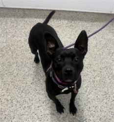 Shelter Stray Female Dog last seen Near BLOCK FENKELL DETROIT MI 48238, 7401 Chrysler Dr, Detroit, MI 48211, USA