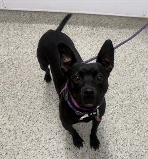 Shelter Stray Female Dog last seen Near BLOCK FENKELL DETROIT MI 48238, 7401 Chrysler Dr, Detroit, MI 48211, USA