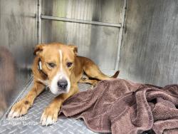 Shelter Stray Male Dog last seen Near BLOCK ASHLAND ST, DETROIT, MI 48215, 7401 Chrysler Dr, Detroit, MI 48211, USA