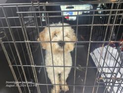 Shelter Stray Female Dog last seen Near BLOCK APPOLINE, DETROIT MI 48227, 7401 Chrysler Dr, Detroit, MI 48211, USA