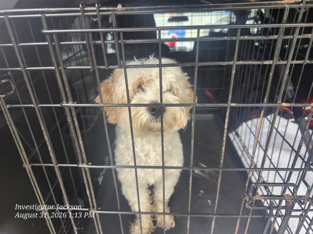 Shelter Stray Female Dog last seen Near BLOCK APPOLINE, DETROIT MI 48227, 7401 Chrysler Dr, Detroit, MI 48211, USA