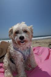 Reunited Male Dog last seen 54th and Gramercy, Los Angeles, CA 90062