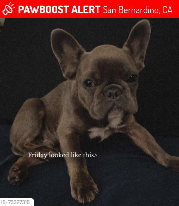 Lost Male Dog last seen W Evans st and N Perris st, San Bernardino, CA 92401