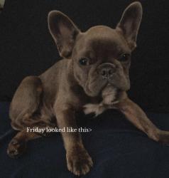 Lost Male Dog last seen W Evans st and N Perris st, San Bernardino, CA 92401
