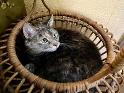Reunited Female Cat last seen Between Hogsback road and Durfee on Spicerville Highway, Eaton Rapids, MI 48827