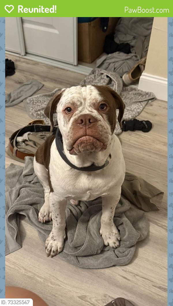Reunited Female Dog last seen 8th St SE & Golden Gate BLVD, Naples, FL 34117
