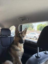 Reunited Female Dog last seen Celis, San Fernando, CA 91340