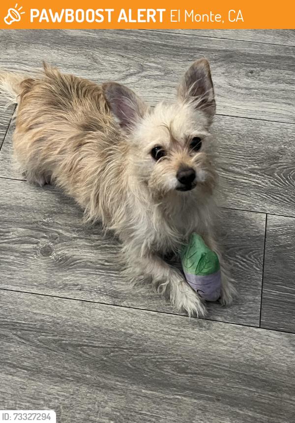Found/Stray Female Dog last seen Penn Mar and Elliot Ave by Parkview Elementary School, El Monte, CA 91732