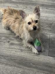 Found/Stray Female Dog last seen Penn Mar and Elliot Ave by Parkview Elementary School, El Monte, CA 91732
