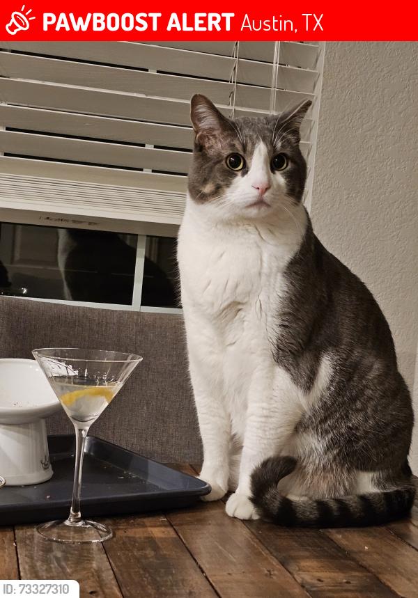 Lost Male Cat last seen Near Callanish Park Drive, Austin, TX 78750
