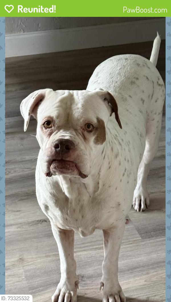 Reunited Female Dog last seen 8th St SE & Golden Gate Blvd, Naples, FL 34117