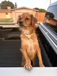 Found/Stray Male Dog last seen Noble & Dwight Street, Bakersfield, CA 93306