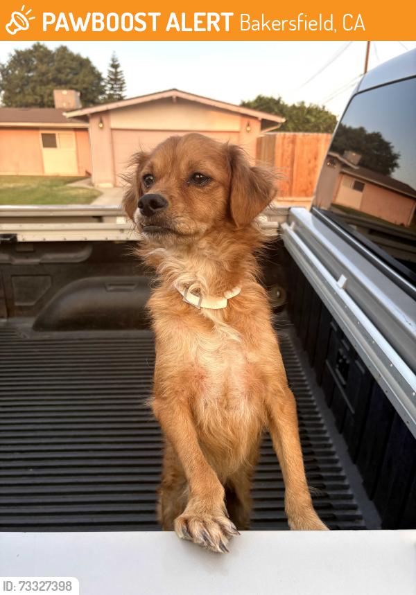 Found/Stray Male Dog last seen Noble & Dwight Street, Bakersfield, CA 93306
