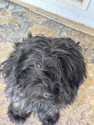 Lost Male Dog last seen Flare Ct & Haynes by Goddard, Midland, TX 79705