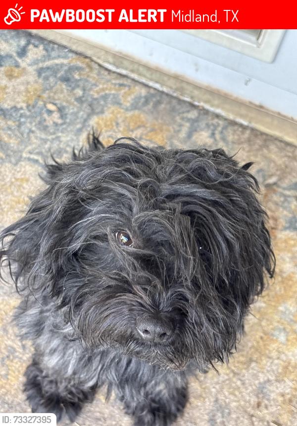 Lost Male Dog last seen Flare Ct & Haynes by Goddard, Midland, TX 79705