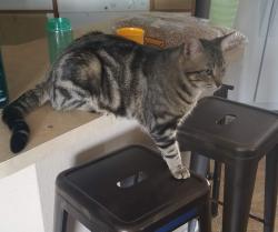 Lost Male Cat last seen Andes and 45th, Denver, CO 80249