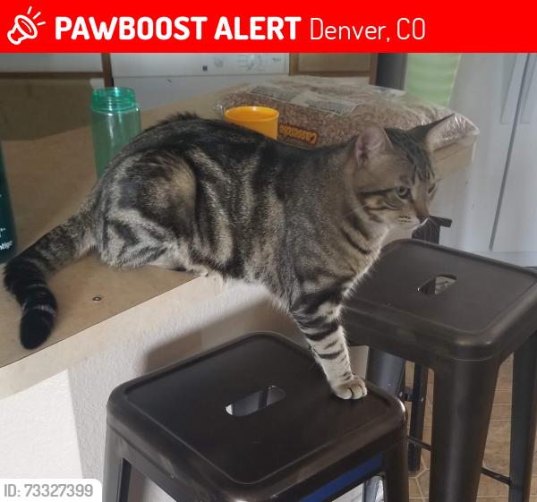 Lost Male Cat last seen Andes and 45th, Denver, CO 80249