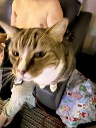 Lost Female Cat last seen Near and I26, Thornton, CO 80221