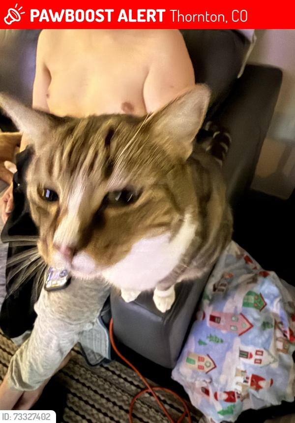 Lost Female Cat last seen Near and I26, Thornton, CO 80221