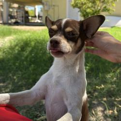 Reunited Male Dog last seen 59th Ave and Glendale, Glendale, AZ 85301