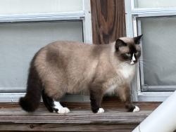 Found/Stray Unknown Cat last seen KOA campground in Scott, Scott, LA 70583