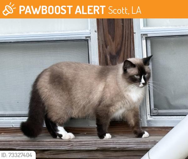 Found/Stray Unknown Cat last seen KOA campground in Scott, Scott, LA 70583