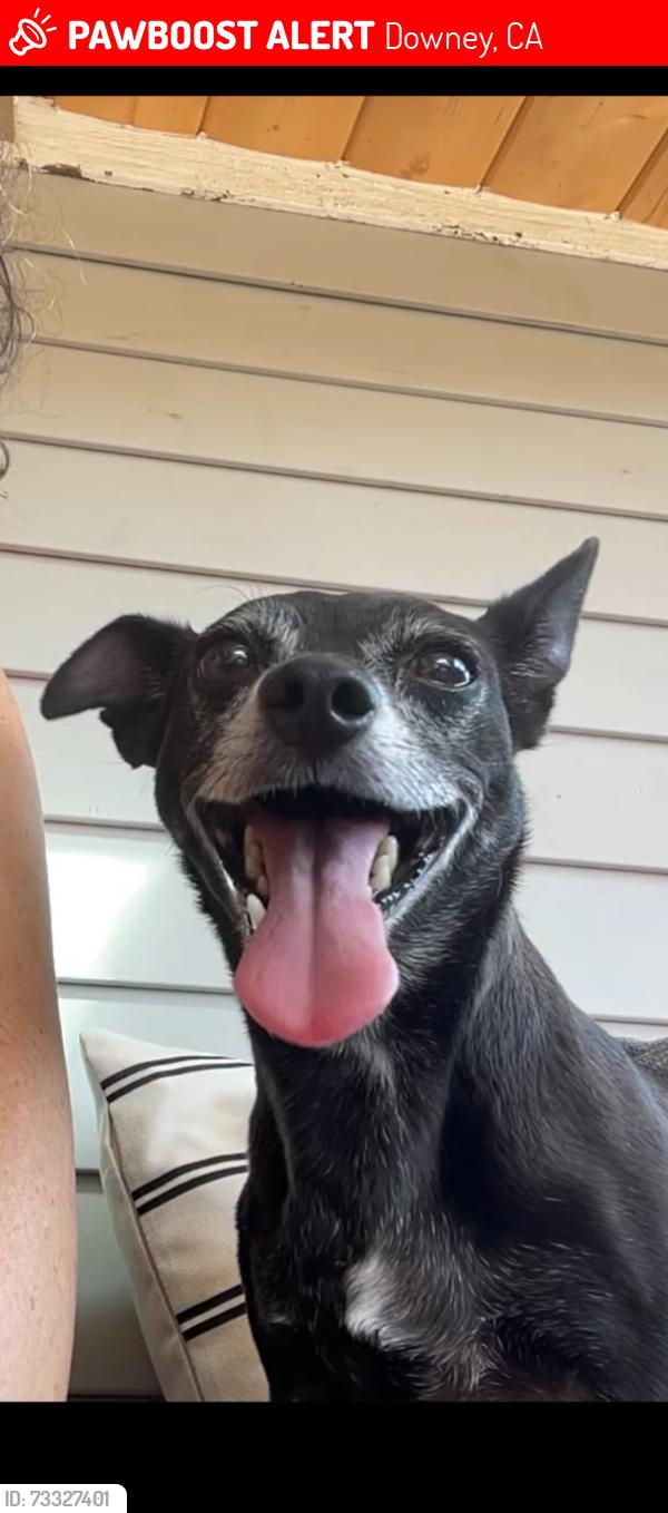 Lost Male Dog last seen Old River School Road, Downey, CA 90241
