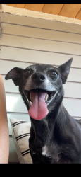 Lost Male Dog last seen Old River School Road, Downey, CA 90241