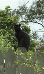 Lost Male Cat last seen Oliver st, Indianapolis, IN 46241