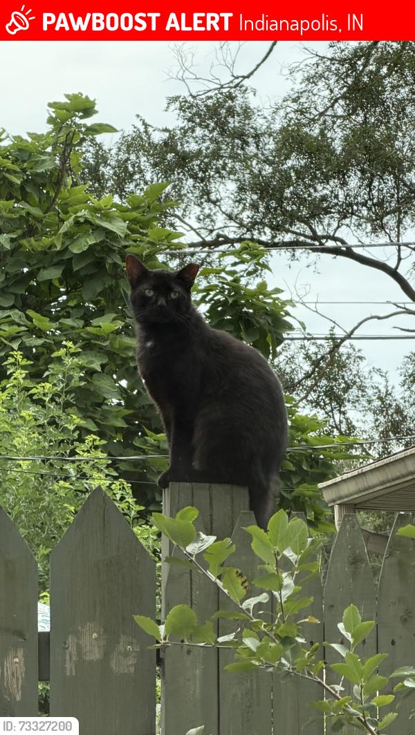 Lost Male Cat last seen Oliver st, Indianapolis, IN 46241