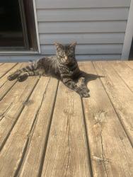 Lost Male Cat last seen Mud lake road, Oliver Paipoonge, ON 