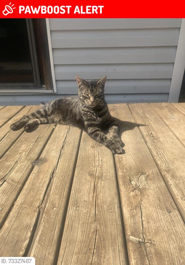 Lost Male Cat last seen Mud lake road, Oliver Paipoonge, ON 