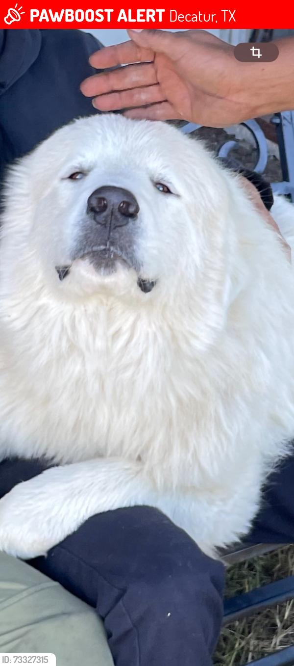 Lost Male Dog last seen 1979B FM Highway 2264 Decatur, Tx 76234, Decatur, TX 76234
