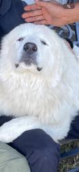 Lost Male Dog last seen 1979B FM Highway 2264 Decatur, Tx 76234, Decatur, TX 76234