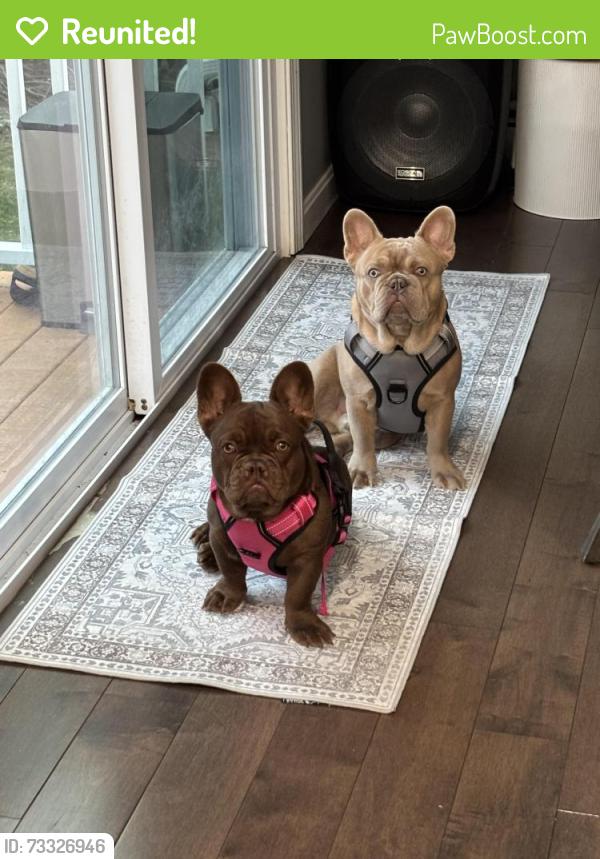 Reunited Female Dog last seen near street at hse, Cranston, RI 02921