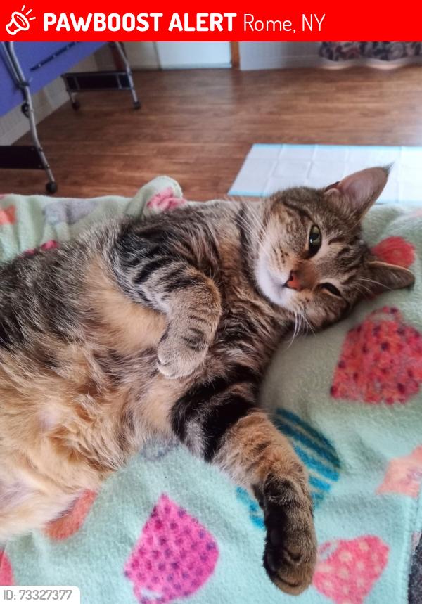 Lost Female Cat last seen Camelot Village, off of 233, Rome, NY 13440
