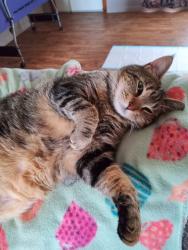 Lost Female Cat last seen Camelot Village, off of 233, Rome, NY 13440