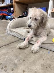 Reunited Male Dog last seen Palomar Pl & Oak Dr, Vista, CA 92084