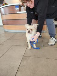 Reunited Female Dog last seen Weatherford Rd near Chapel Creek, Fort Worth, TX 76108