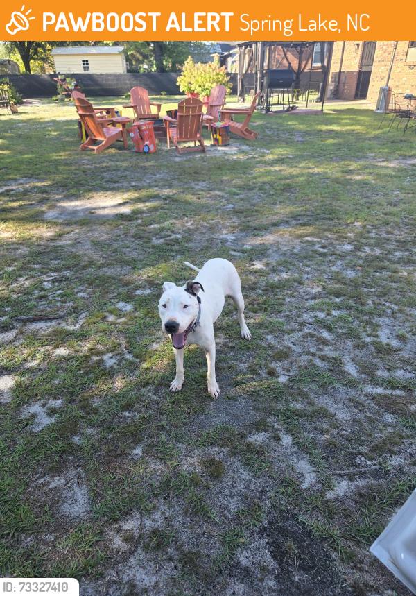 Found/Stray Female Dog last seen Hwy 210, Lillington Hwy, Spring Lake, NC 28390