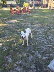 Found/Stray Female Dog last seen Hwy 210, Lillington Hwy, Spring Lake, NC 28390