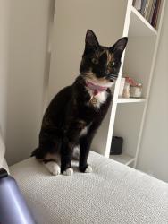 Lost Female Cat last seen One stop, Stoneyburn, Scotland EH47 8GH