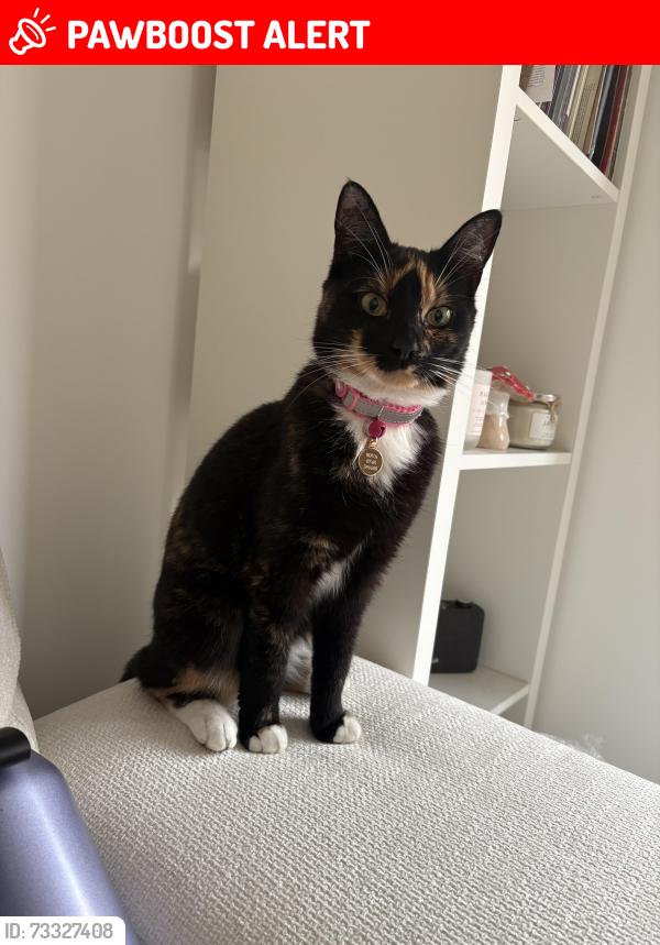 Lost Female Cat last seen One stop, Stoneyburn, Scotland EH47 8GH
