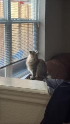 Reunited Female Cat last seen Near th st, Greeley, CO 80634