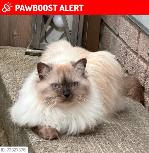 Lost Female Cat last seen Near Meadowvale drive, Niagara falls, Niagara Falls, ON L2E 5W8